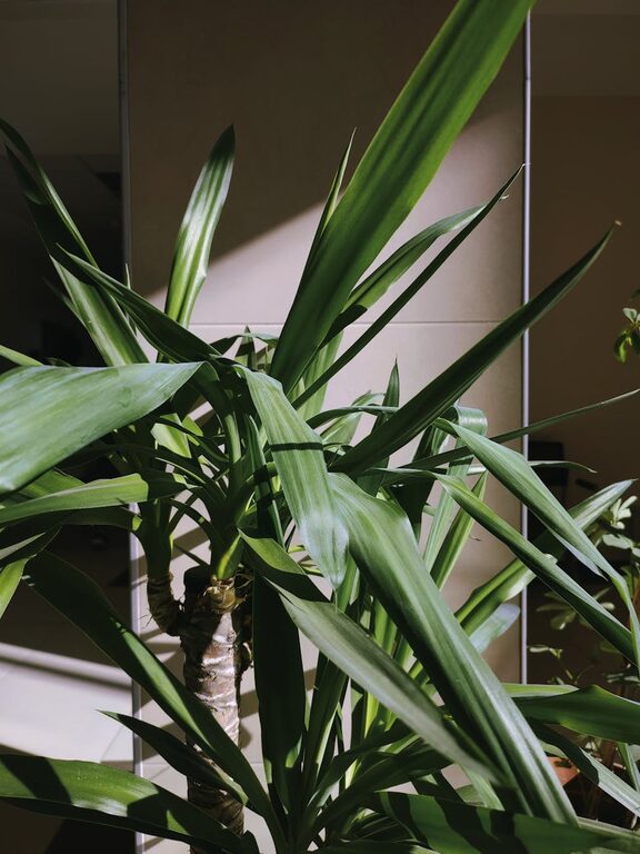 The Benefits of Incorporating Indoor Plants Into Your Home Environment